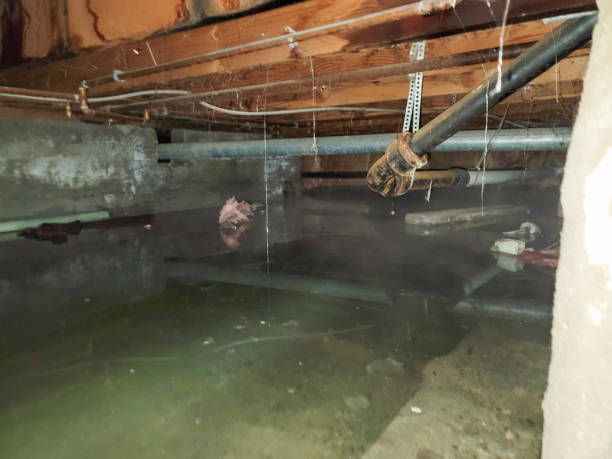Best Local water damage restoration  in Mineralwells, WV