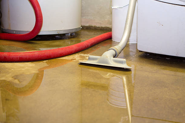 Best Carpet water damage restoration  in Mineralwells, WV