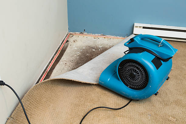 Best Water damage restoration mold remediation  in Mineralwells, WV